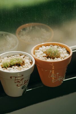 Chăm sóc cây cảnh trong nhà: 5 bước cứu cây héo úa sống lại