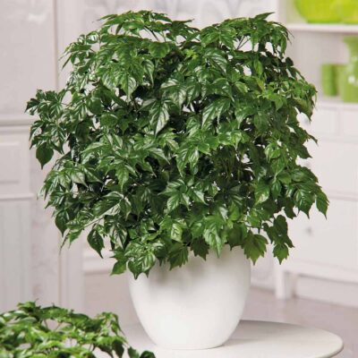 Top 5 Cây Cảnh Trong Nhà Dễ Trồng