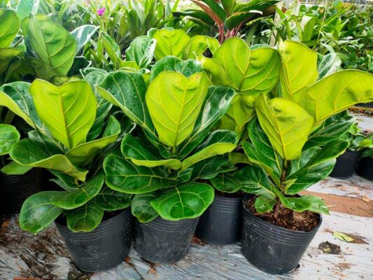 Cây Bàng Singapore (Top 5 cây cảnh hot nhất hiện nay)