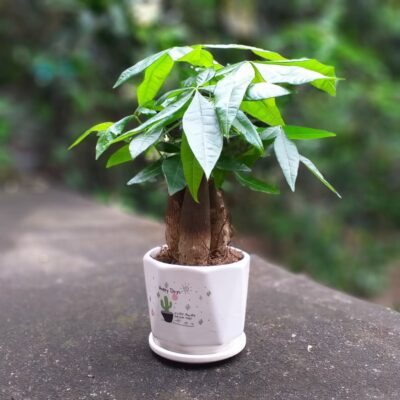 Top 5 Cây Cảnh Trong Nhà Dễ Trồng