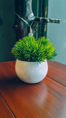 Top 5 Cây Cảnh Trong Nhà Dễ Trồng