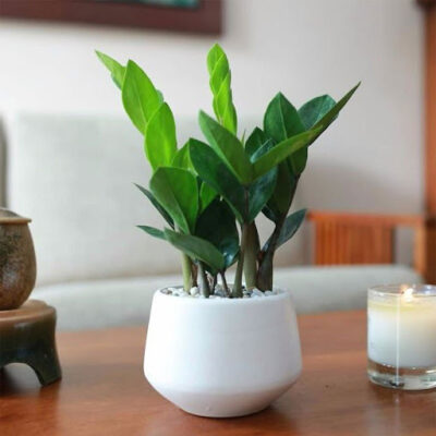 Top 5 Cây Cảnh Trong Nhà Dễ Trồng